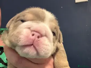 English Bulldog dogs 4 beautiful strong puppies - Advert 16