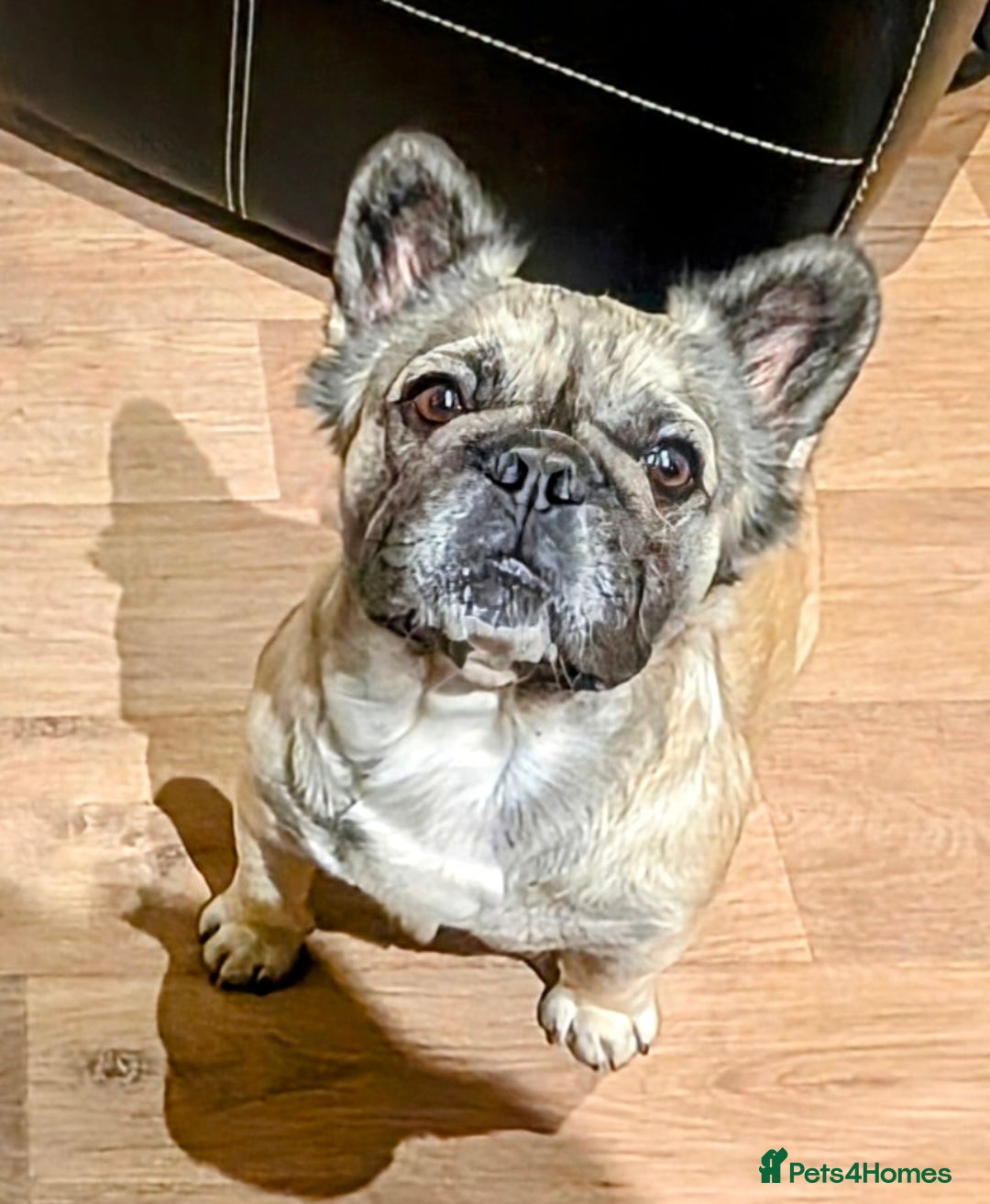 French Bulldog dogs for sale: French Bulldog puppy ready next week deposit - Image 3