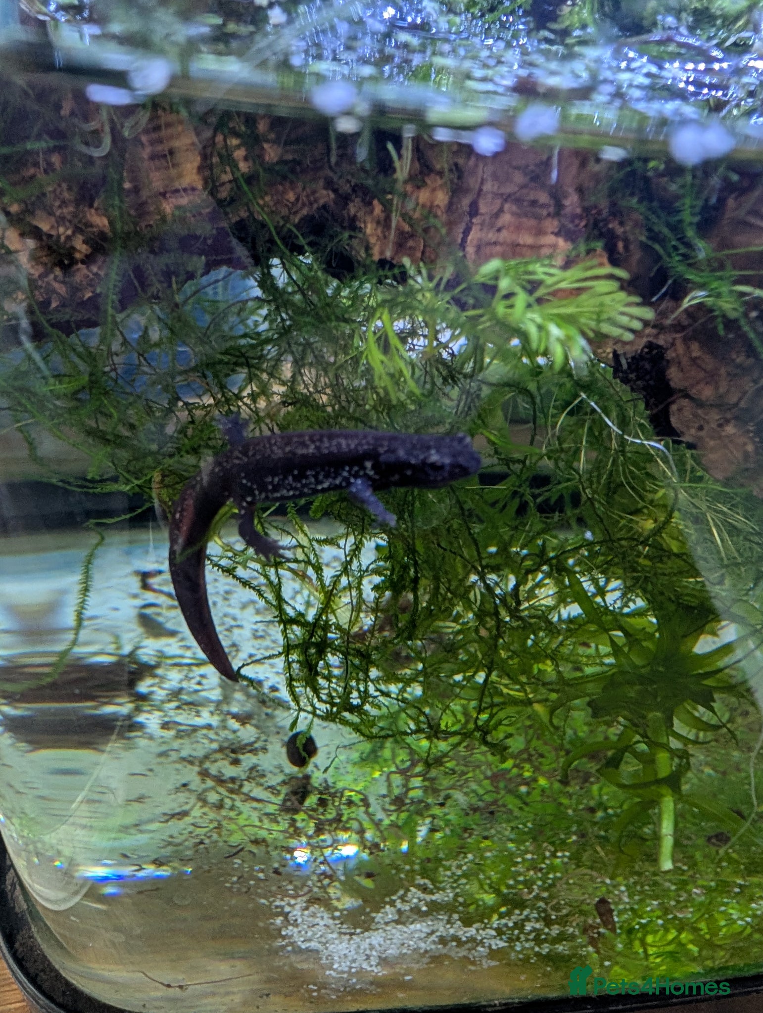 Newt reptiles Cynops ensicauda popei NEWTS  - Advert 3