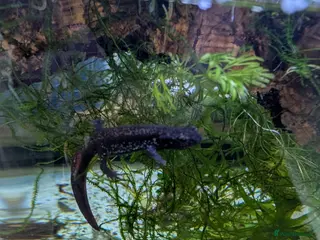 Newt reptiles Cynops ensicauda popei NEWTS - Advert 3