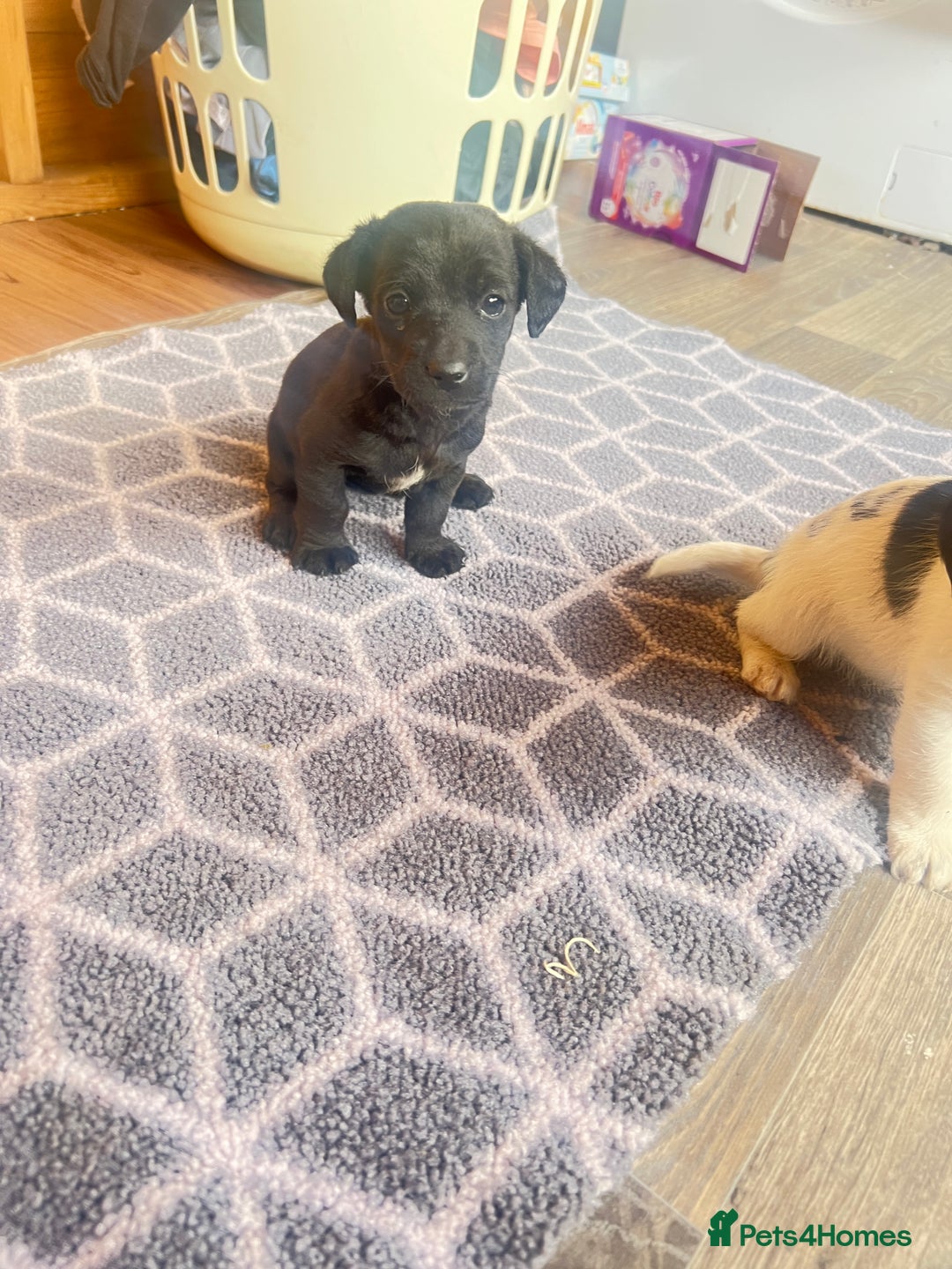 Jack Russell dogs for sale: Adorable Jack Russell puppies - Image 8