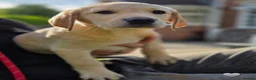 Labrador Retriever dogs for sale: Labrador retrievers  in Chesterfield - Advert 20