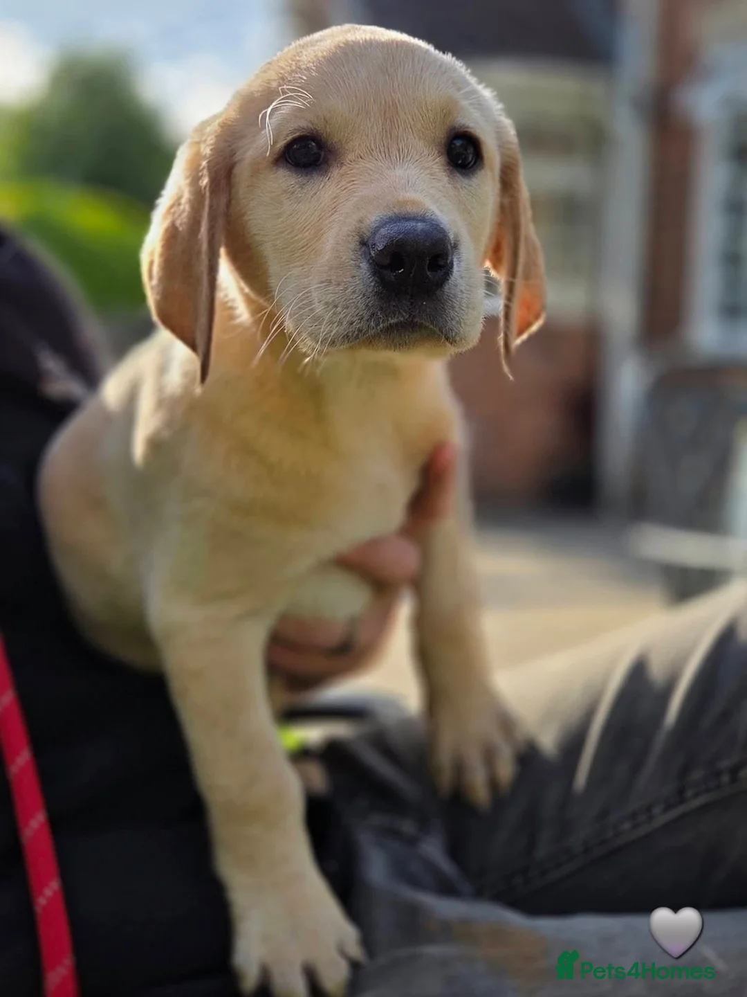 Labrador Retriever dogs for sale: Labrador retrievers  in Chesterfield - Advert 20