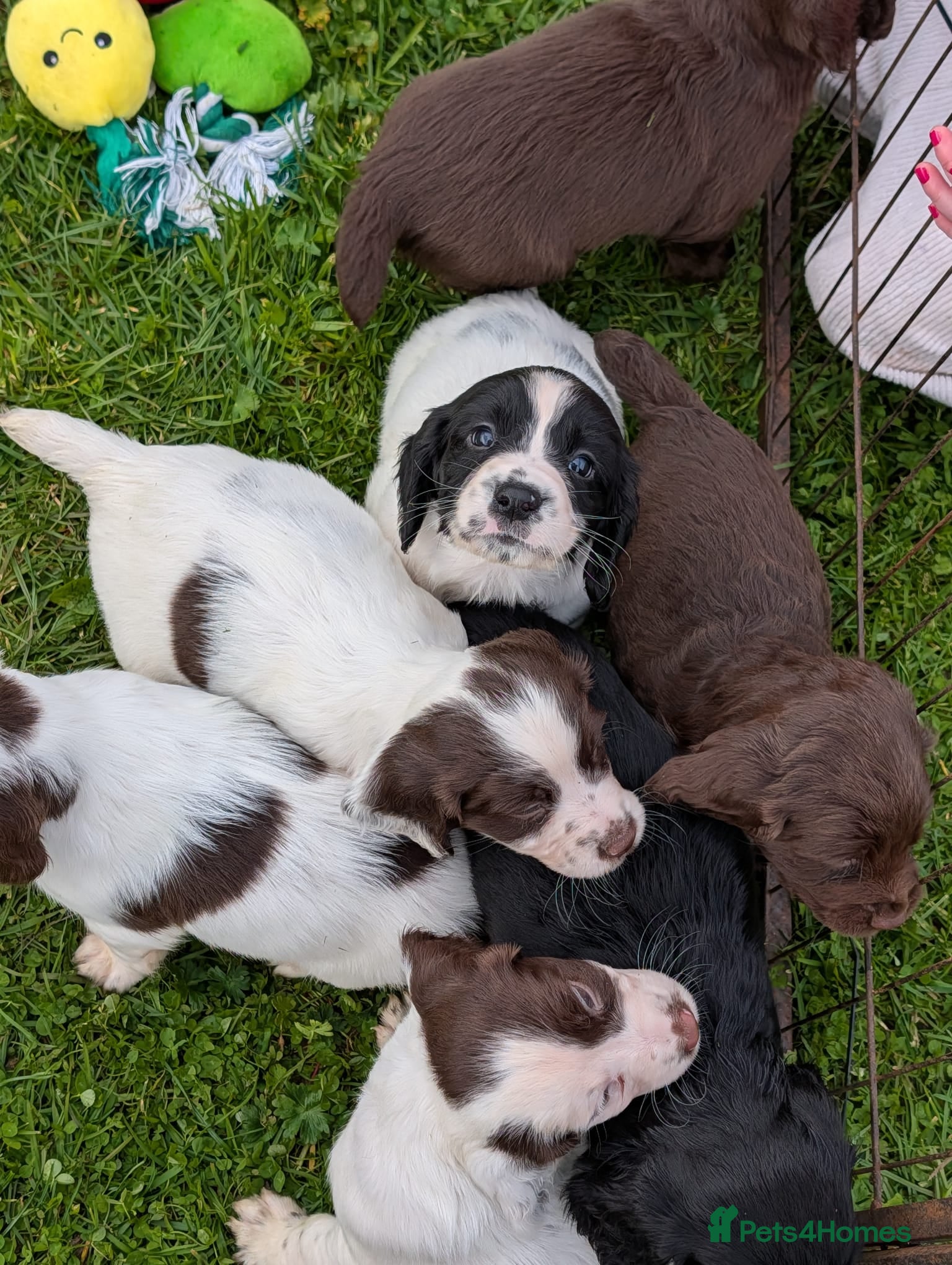 Sprocker dogs Sprocker spaniels puppies  - Advert 8