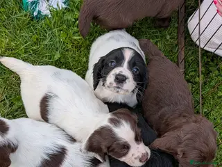 Sprocker dogs Sprocker spaniels puppies - Advert 8