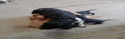 Springador dogs for sale: Happy friendly Springador puppies  - Advert 2