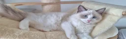 Ragdoll cats for sale: 💕Beautiful TICA Ragdolls Kittens 💕 - Advert 23