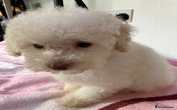 Toy Poodle dogs for sale: Toy poodle puppies - Image 1