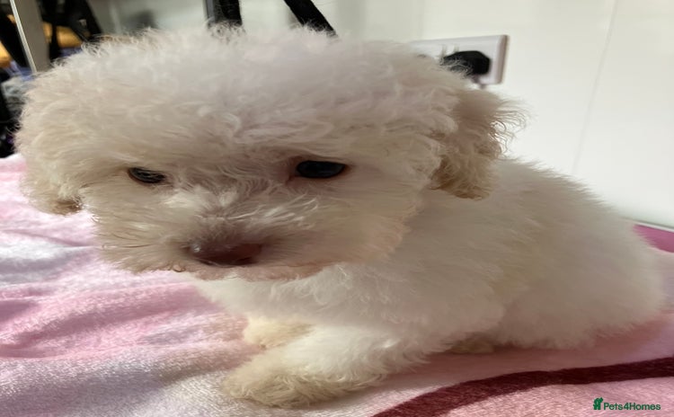 Toy Poodle dogs - Advert 1