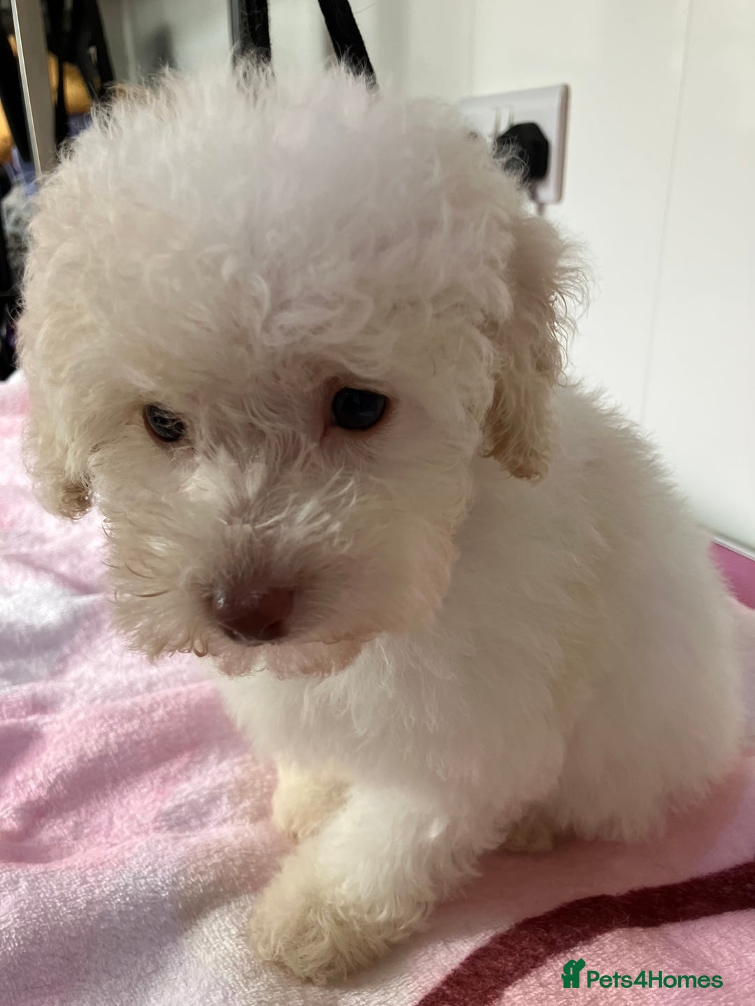 Toy Poodle dogs for sale: Toy poodle puppies - Image 1
