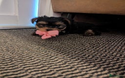 Yorkshire Terrier dogs for sale: Adorable Yorkshire terrier puppies available  - Image 29