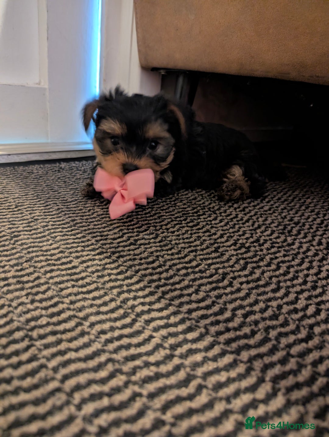 Yorkshire Terrier dogs for sale: Adorable Yorkshire terrier puppies available  - Image 29