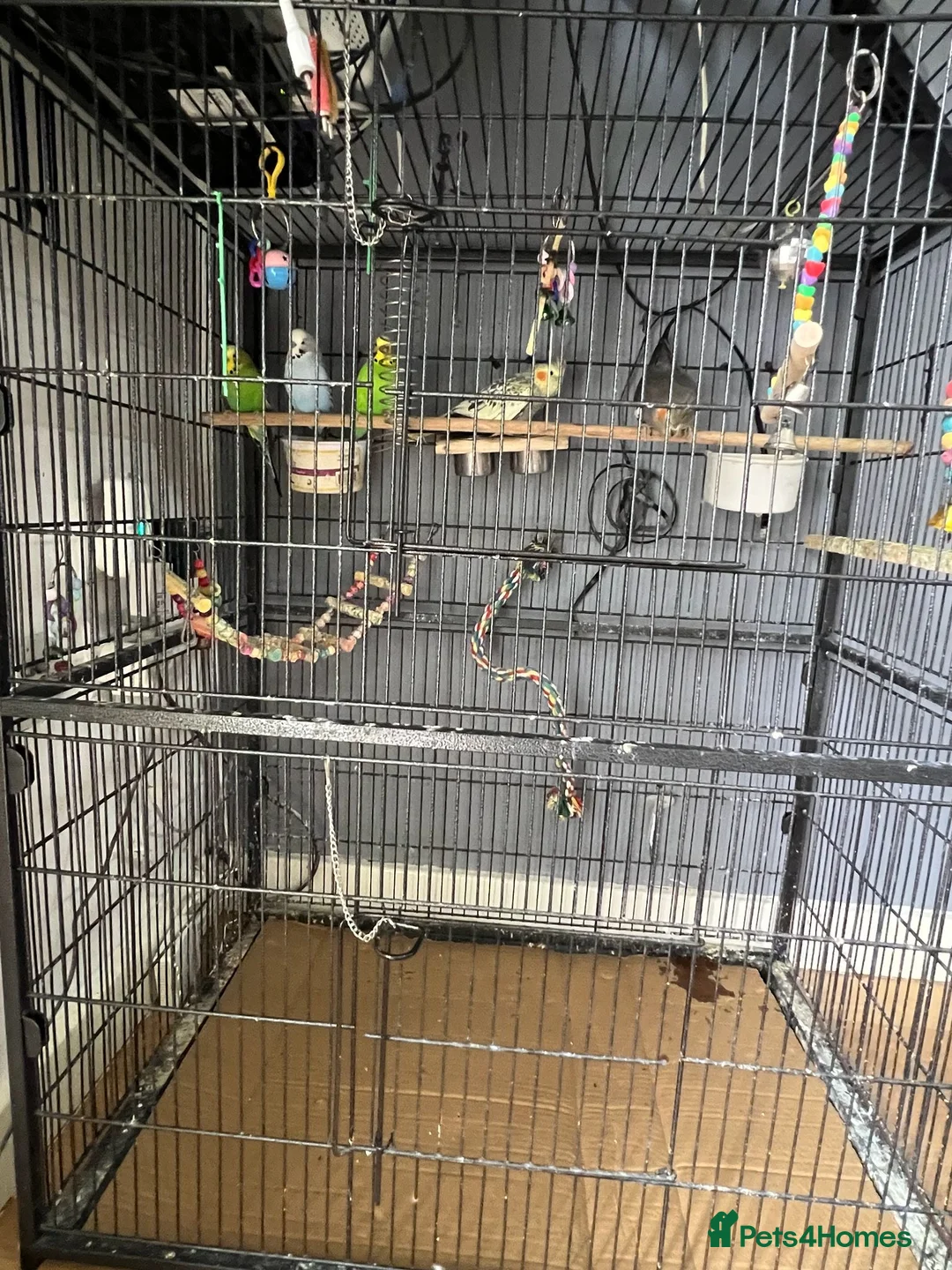 Cockatiels birds for sale: 3 budgies and 2 cockatiels in Kidlington - Advert 2