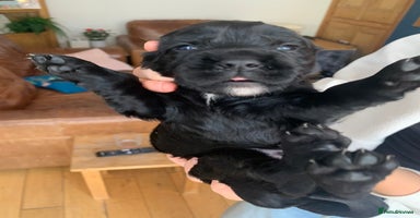 Sprocker dogs - Advert 16