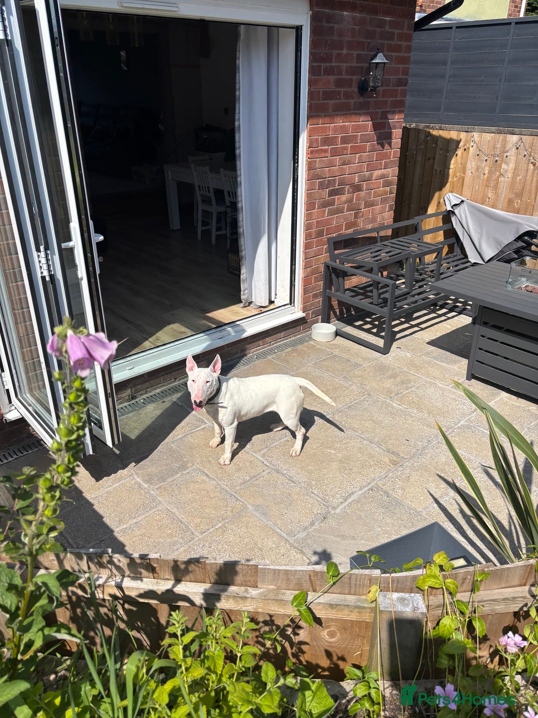 English Bull Terrier dogs for sale: Quality English bull terrier .  - Image 7