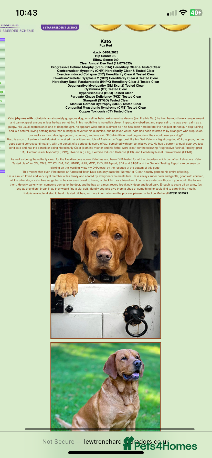 Labrador Retriever dogs for sale: KC reg health-tested Fox Red lab pups home raised - Advert 17
