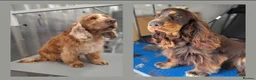 Cocker Spaniel dogs for sale: Simbawood Gold Cocker Spaniel - Advert 3