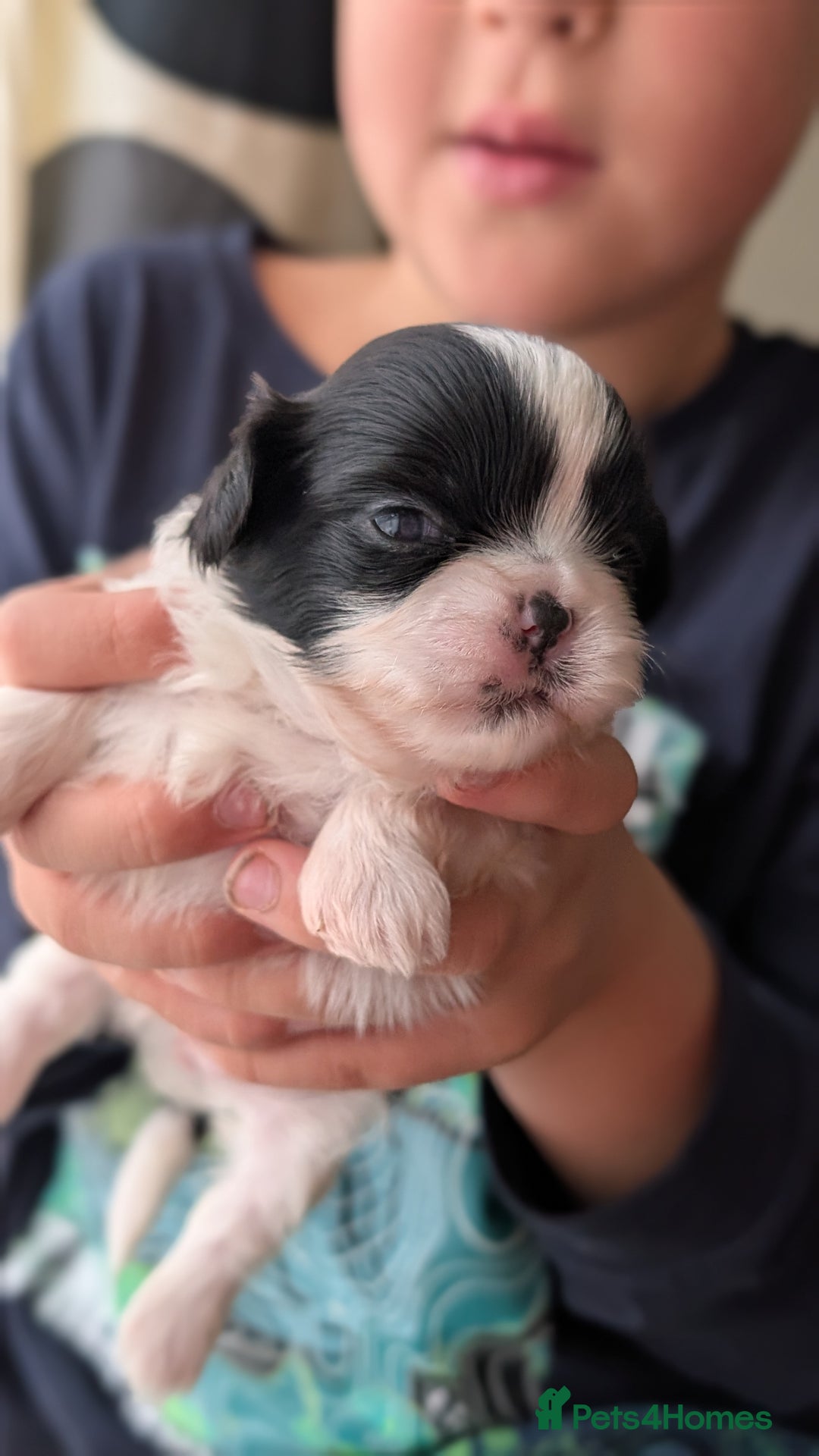 Shih Tzu dogs for sale: KC reg puppies LAST GIRL LEFT  - Advert 8