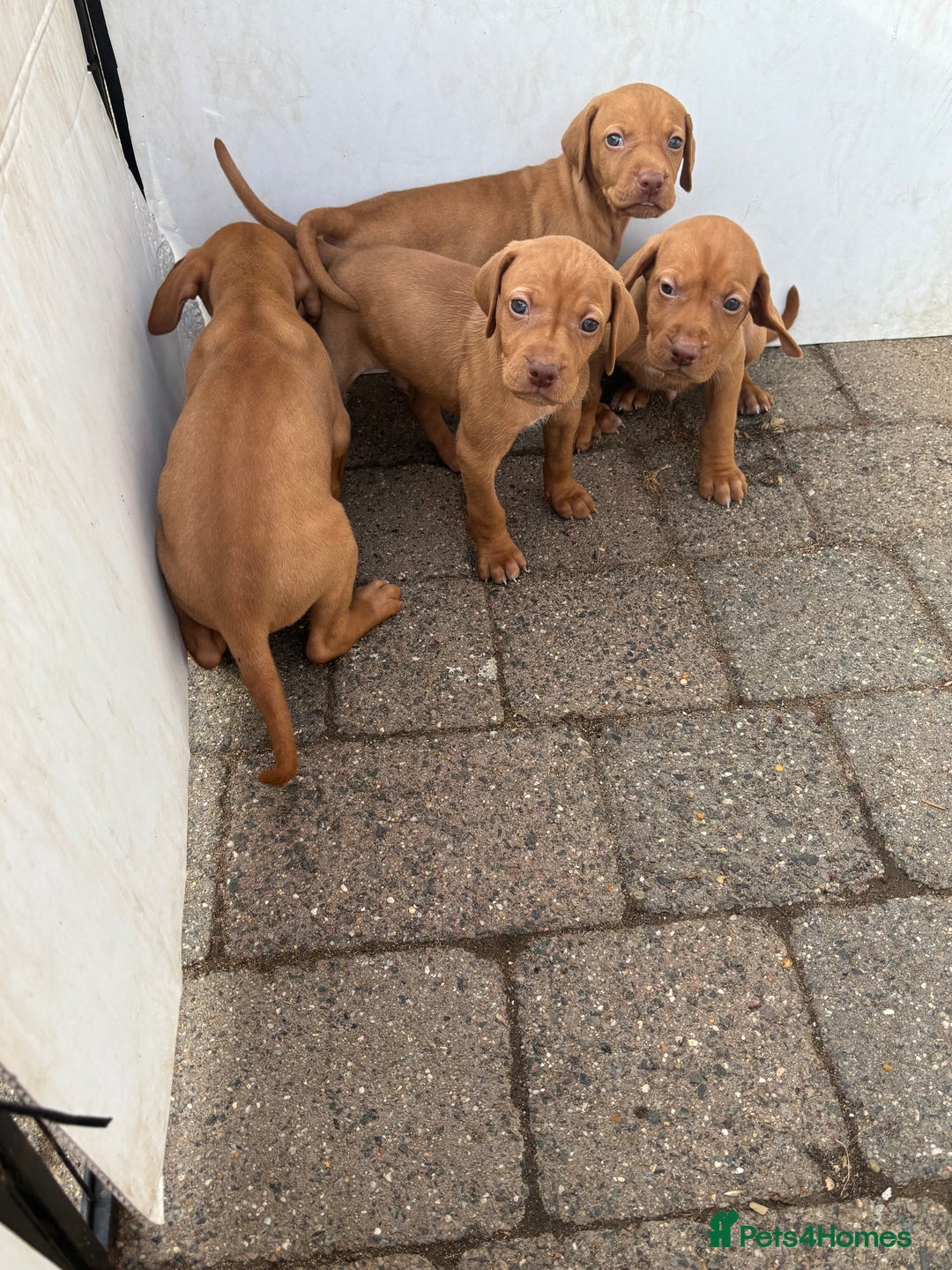 Hungarian Vizsla dogs for sale: Stunning litter of puppies  - Image 8