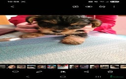 Yorkshire Terrier dogs for sale: 3 yr old Yorkshire terrier bitch - Image 3