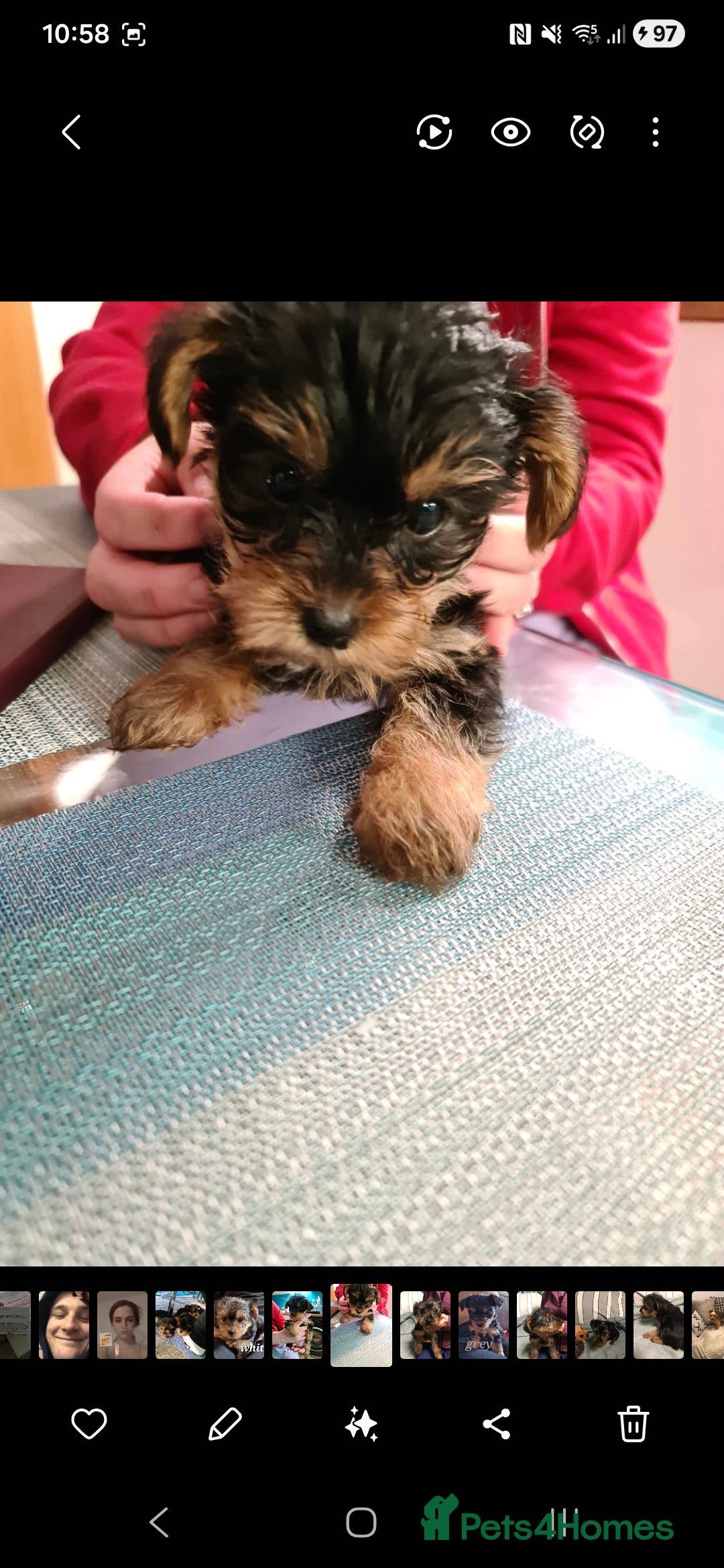 Yorkshire Terrier dogs for sale: 3 yr old Yorkshire terrier bitch - Image 3