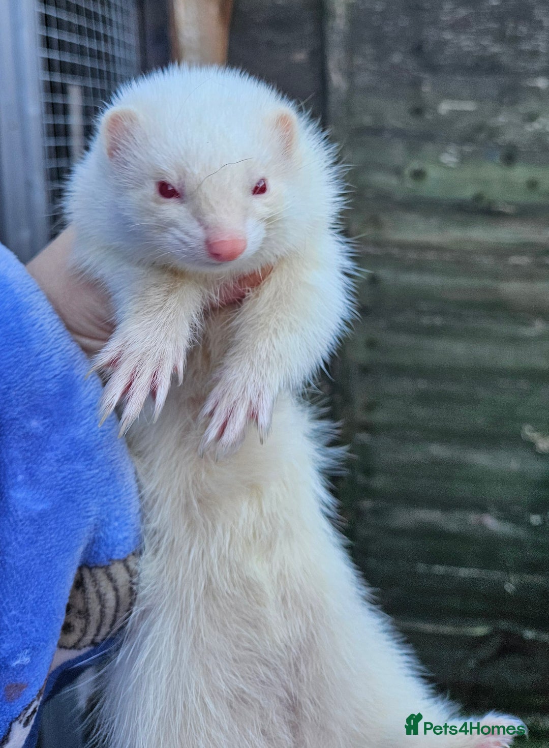 Ferret rodents for sale: Micro albino jill tame  - Advert 2