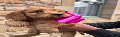 Cockapoo 6