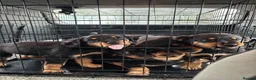 Mixed Breed dogs for sale: Rottweiler x collie pups - Advert 3