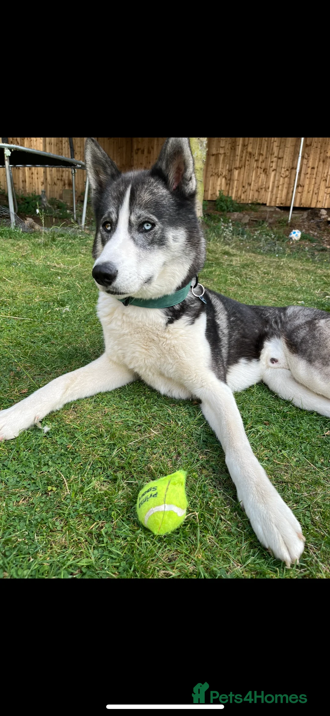 Siberian Husky dogs for stud: Pablo  in Birmingham - Advert 17