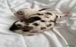 Australian Shepherd dogs for sale: Miss Julie Duckworth - Image 8