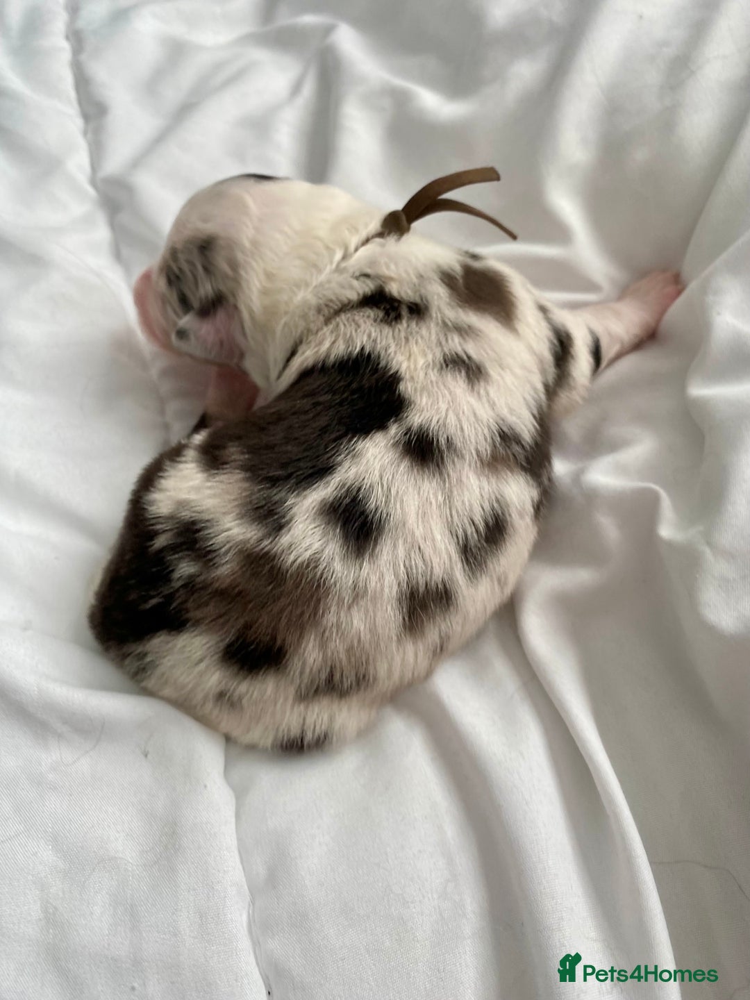 Australian Shepherd dogs for sale: Miss Julie Duckworth - Image 8