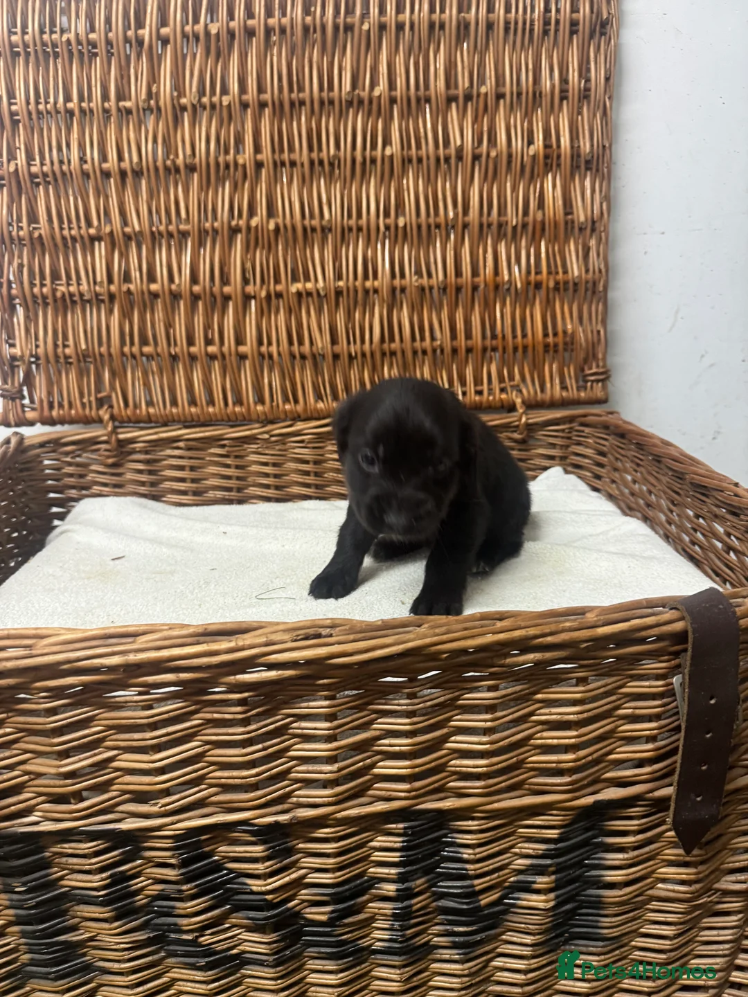Cocker Spaniel dogs for sale: Fully DNA health tested cocker spaniel puppies - Advert 8