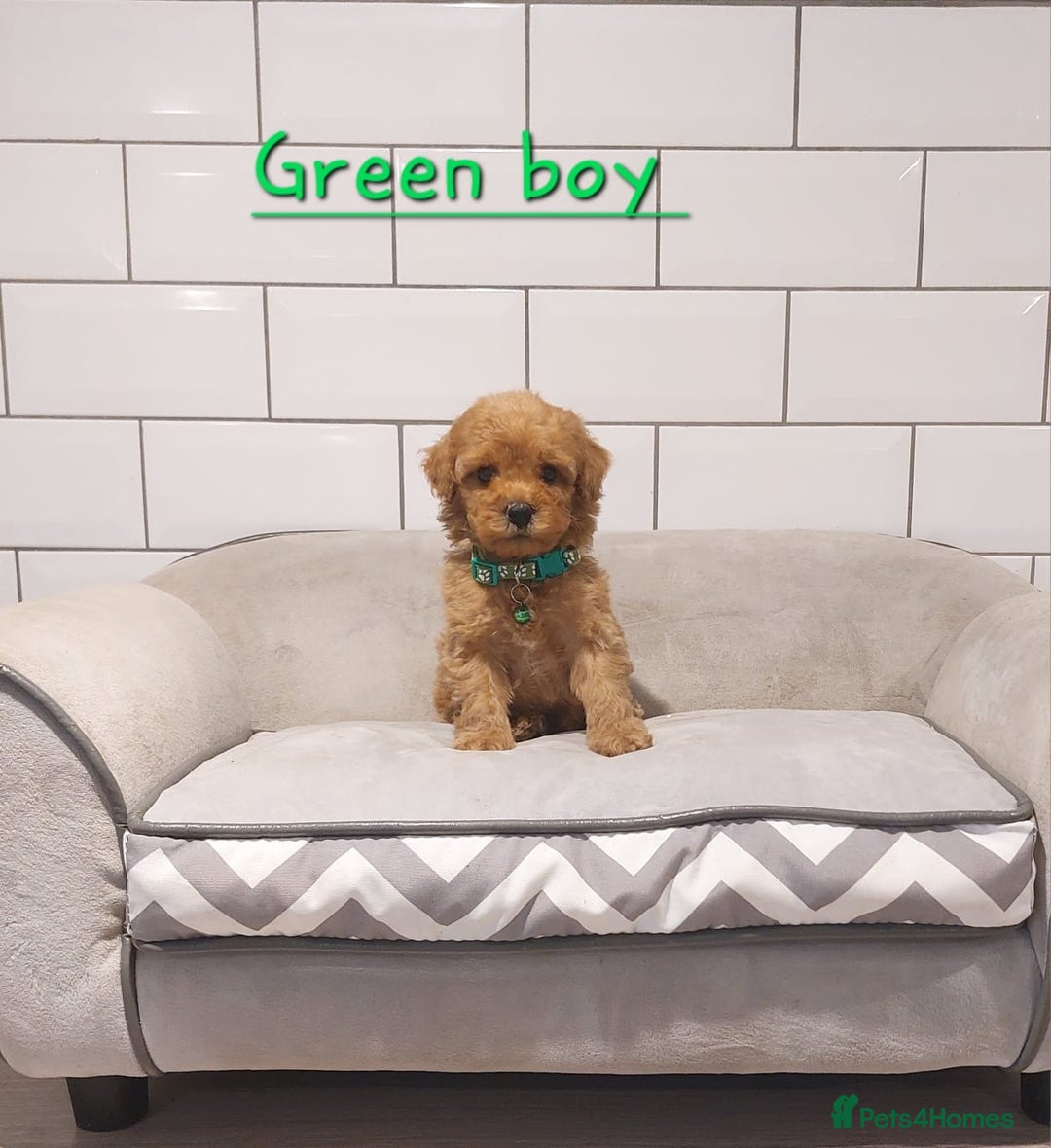 Cavachon dogs for sale: Cavapoochon puppies 🥰 - Advert 4