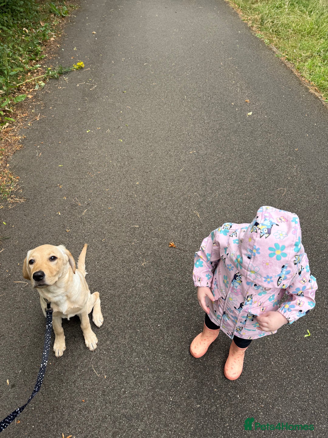Labrador Retriever dogs for sale: Cream Labrador Retriever Puppy  - Image 13