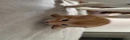Mixed Breed cats for sale: Male kitten - Advert 2