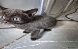 Mixed Breed cats for sale: Mixed Breed Kittens For Sale  - Image 3