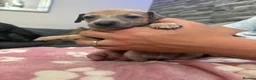 Mixed Breed dogs for sale: Italian greyhound 3/4 and 1/4 whippet puppies  - Advert 26