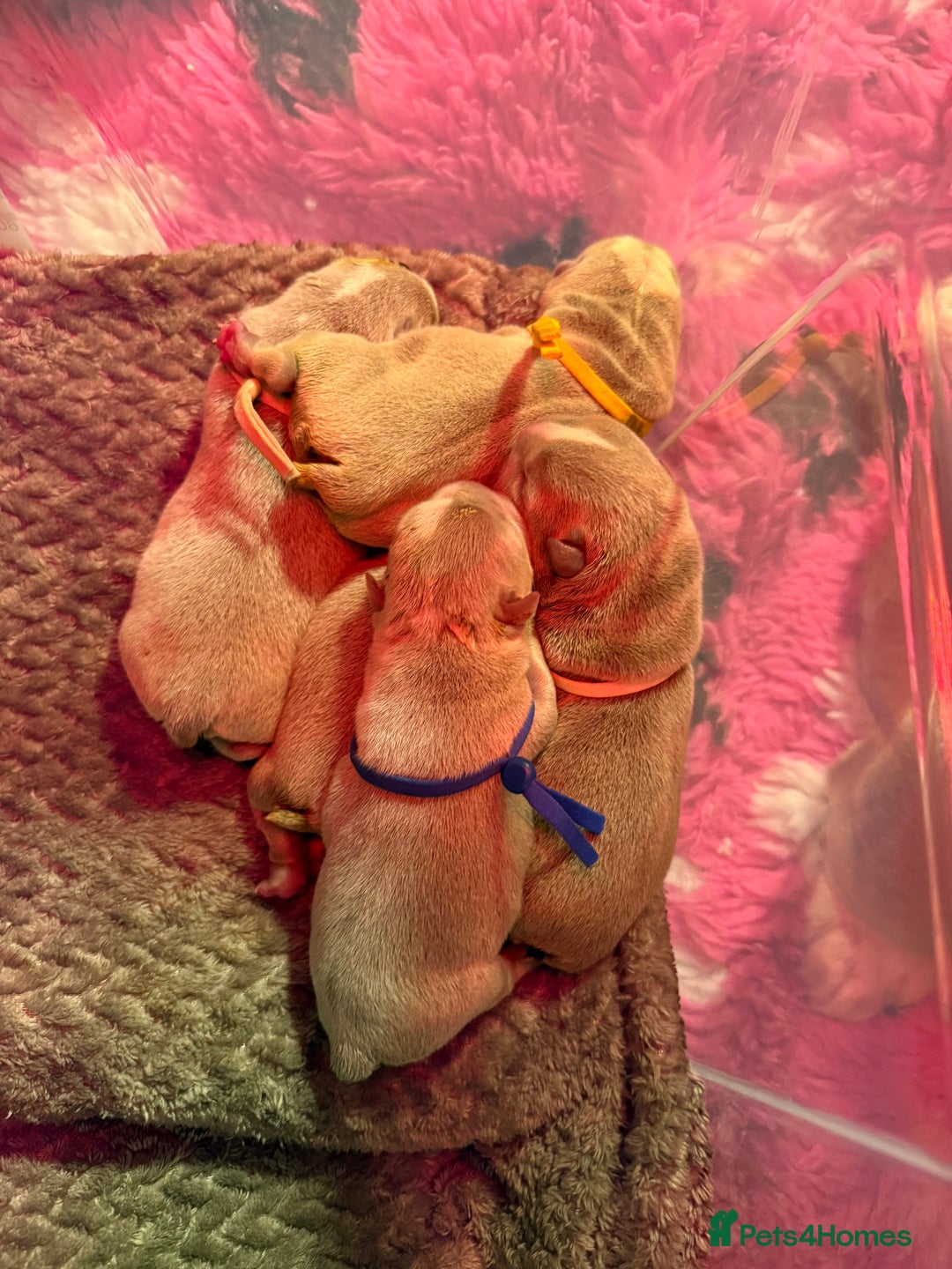 English Bulldog dogs for stud: Vincent aka vinny  - Advert 7