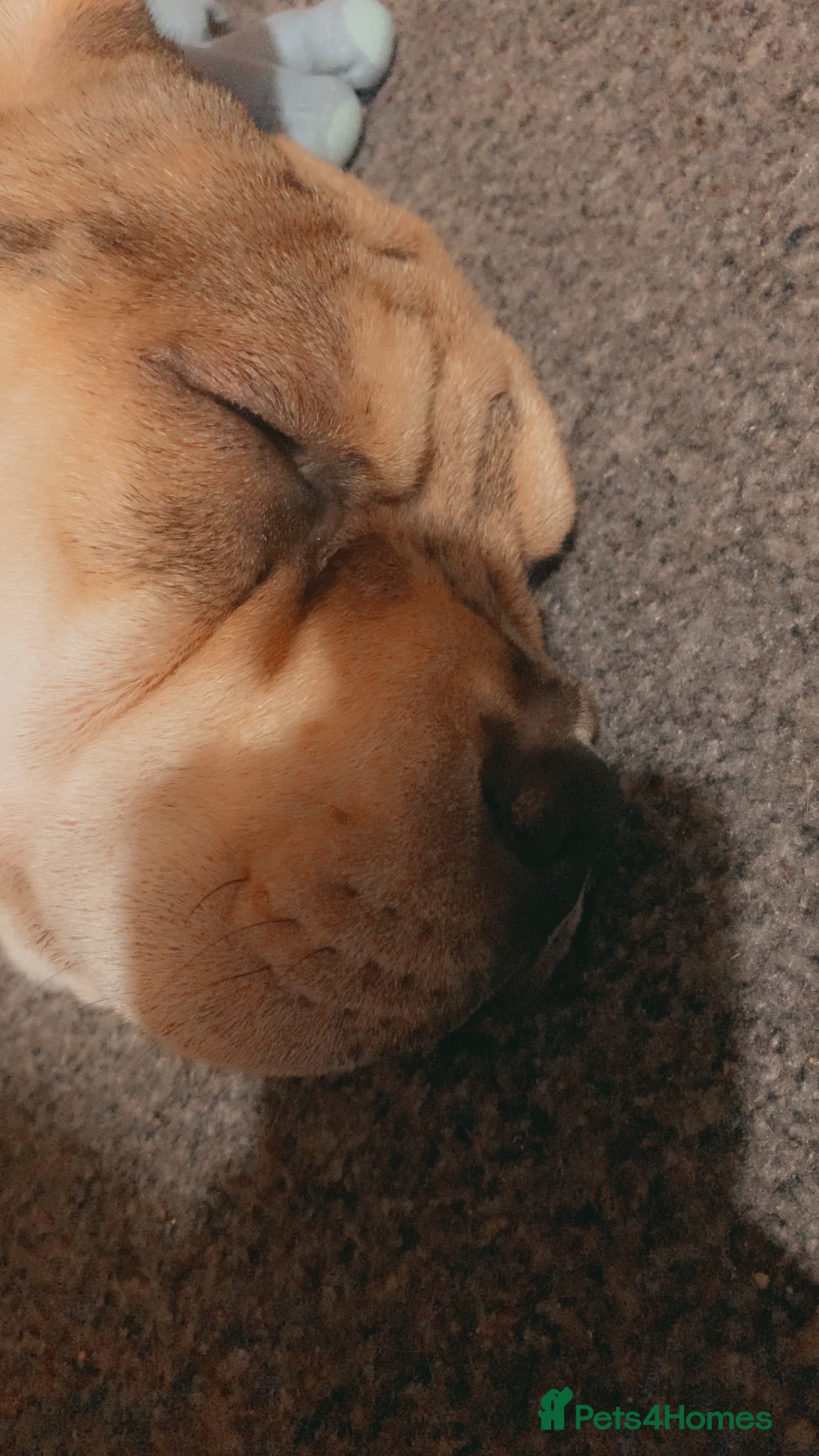 Mixed Breed dogs Charlie (girl) - Advert 3