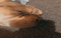 Mixed Breed dogs for sale: Charlie (girl) - Advert 1