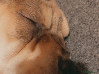 Mixed Breed dogs for sale: Charlie (girl) - Advert 1