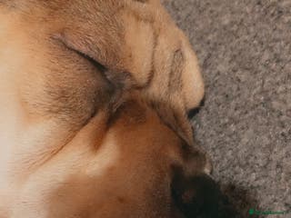 Mixed Breed dogs Charlie (girl) - Advert 3