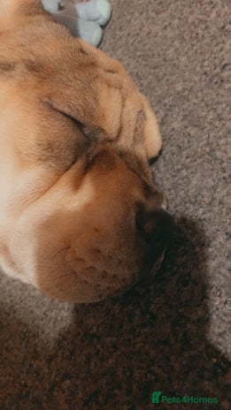 Mixed Breed dogs Charlie (girl) - Advert 9