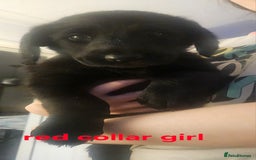 Labradoodle dogs for sale: F1 beautiful standard labradoodles - Image 24