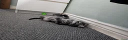 Mixed Breed cats for sale: 2 girls available  in Leicester - Advert 6