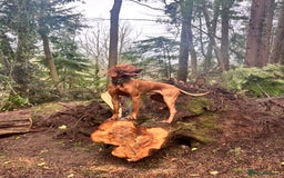 Hungarian Vizsla dogs for stud: Red The Vizsla - Image 6
