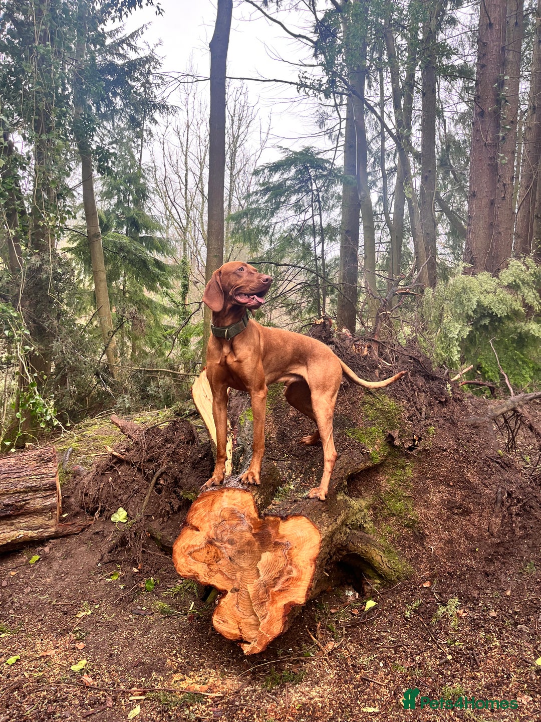 Hungarian Vizsla dogs for stud: Red The Vizsla - Image 6