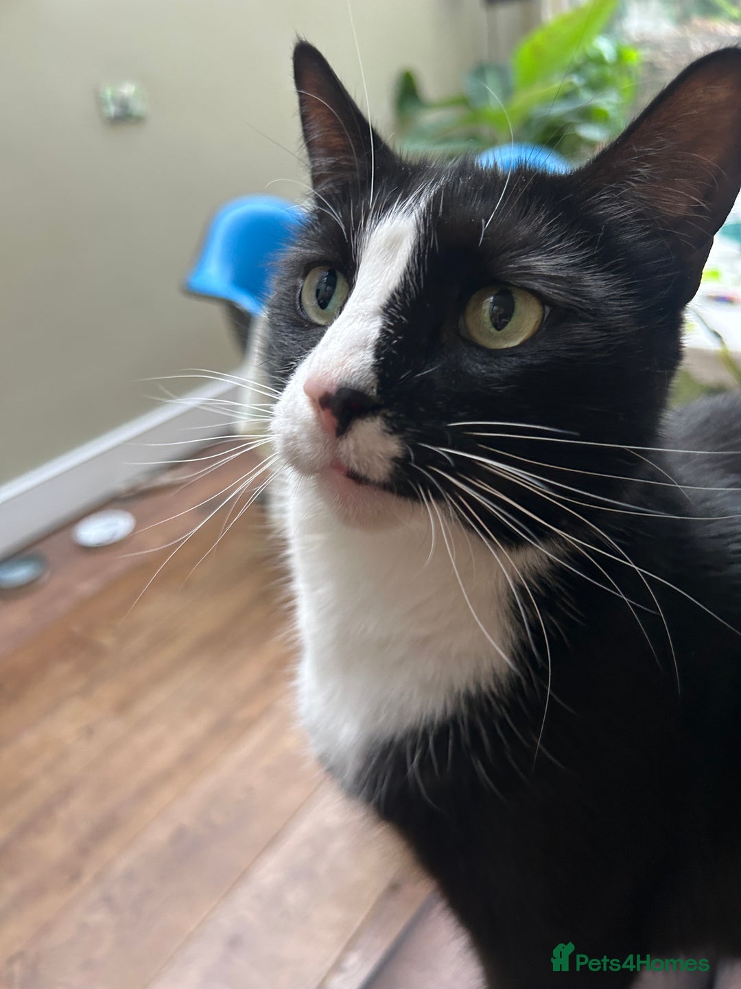 British Shorthair cats for sale: Affectionate lovely temperament Tuxedo Shorthair - Advert 2