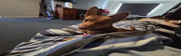Jack Russell dogs for sale: 15 month old jack Russell in Hemel Hempstead - Advert 2