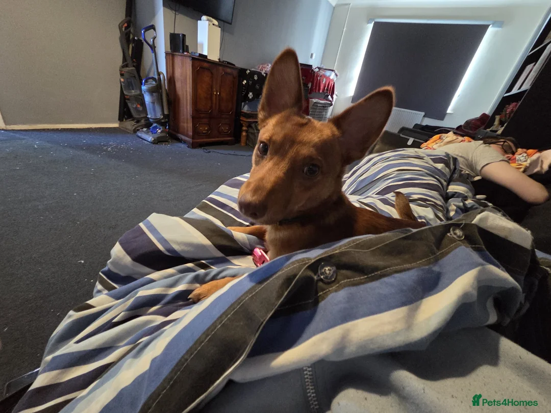 Jack Russell dogs for sale: 15 month old jack Russell in Hemel Hempstead - Advert 2